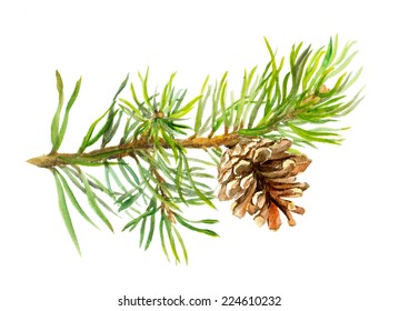 Pine tree branch with cone. Watercolor