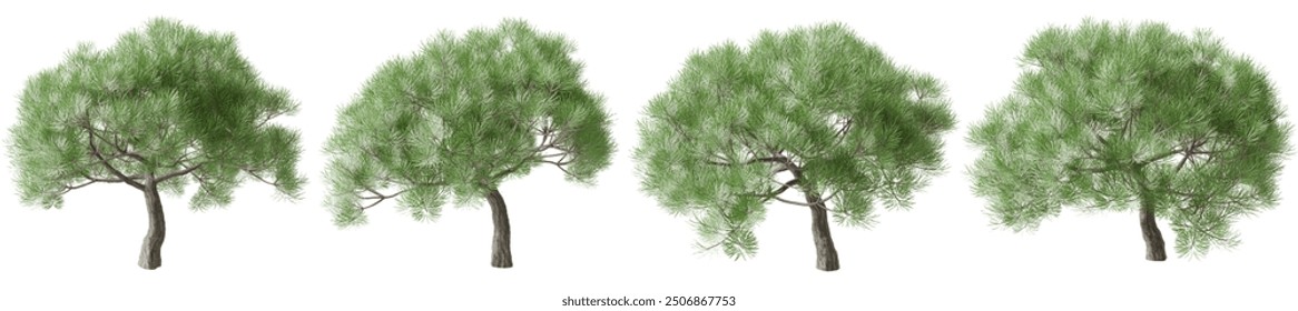 pine tree, gardening, outdoor landscape, green tree, isolated illustration, transparent background. 3d render - Powered by Shutterstock