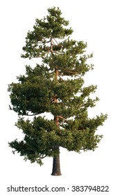 Pine tree isolated on white