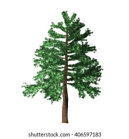 Pine Tree Isolated On White Background Stock Illustration 398107582