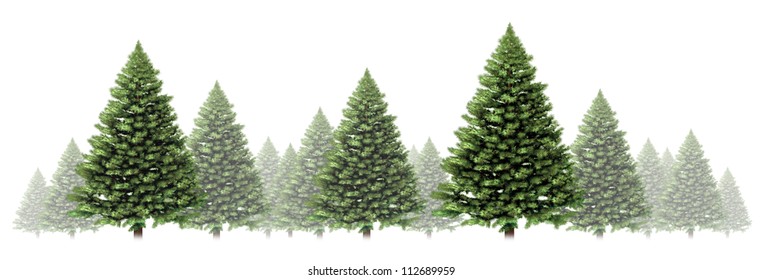 Pine Tree Winter Border Design With A Group Of Green Christmas Trees On A White Background As A Festive Evergreen Forest Element With Fog And Snow For The Holiday Season Including New Year.