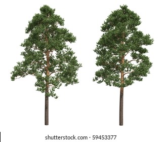 Pine Trees Isolated On White