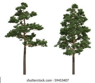 Pine trees isolated on white