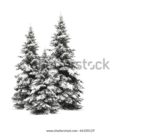 白い背景に松の木 のイラスト素材