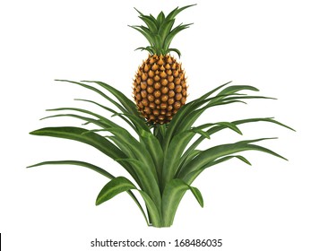 Pineapple Bush Isolated Plant.