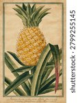 Pineapple (ca 1772 -1793) by Giorgio Bonelli.