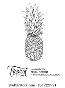 Pineapple isolated. Tropical fruit - ananas. Exotic summer hand drawn design element. Sketch. Raster version of illustration. JPG