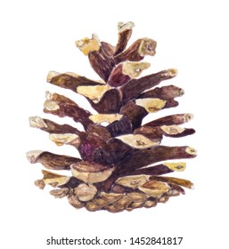 Pinecone Watercolor Illustration Botanical Illustration With Isolate Background