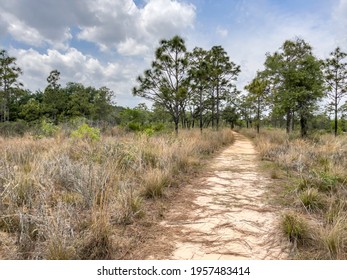 Pineland Trail With Wiregrass (binomial Name: Aristida Stricta) In A Nature Preserve Almost 300 Feet (91 Meters) Above Sea Level In Central Florida, With Digital Oil-painting Effect. 3D Rendering.