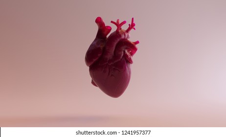 Pink Anatomical Heart 3d Illustration 3d Render