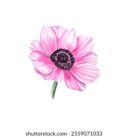 Pink anemone isolated on white background. Floral spring element for create cards of Valentines day, birthday, mothers day, wedding invitation, for wrapping paper or textiles - Powered by Shutterstock