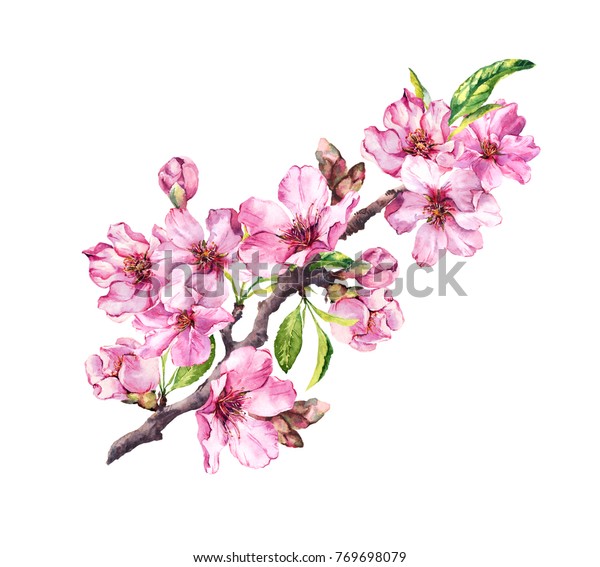 ピンクのリンゴの花 桜 アーモンドの花 水彩花枝 のイラスト素材 769698079