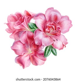 Pink Azalea Flowers, Bouquet, Illustration, Watercolor Painting