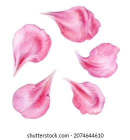 Pink Azalea Petals, Rhododendron Flowers, Watercolor Illustration