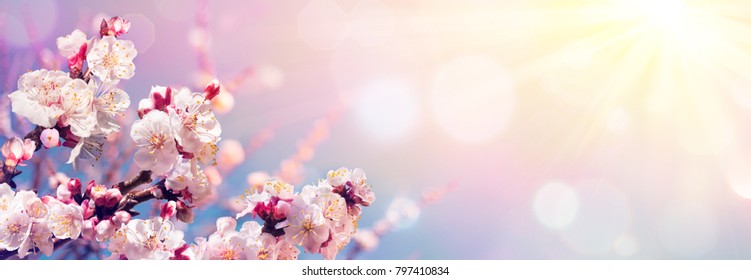 Pink Blossoms Against Sky At Sunrise - Spring Blooming - Contain Illustration
