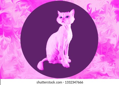 Pink Cat. Retro Wave Synth Vaporwave Portrait Of A Funny Cat. Contemporary Art Collage.