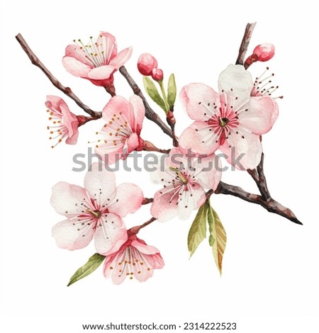 Pink Cherry Blossom Flowers isolated watercolor illustration painting botanical art transparent white background greeting card stationary wedding bridal home decor