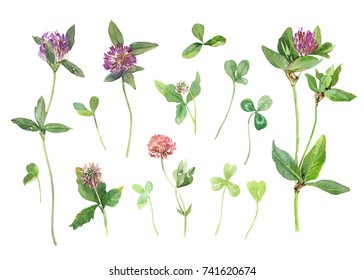 Pink clover set. Watercolor flowers and leaves isolated on white background. Botanical illustration. Items for decoration, decoupage, cards, floral patterns, packaging. 