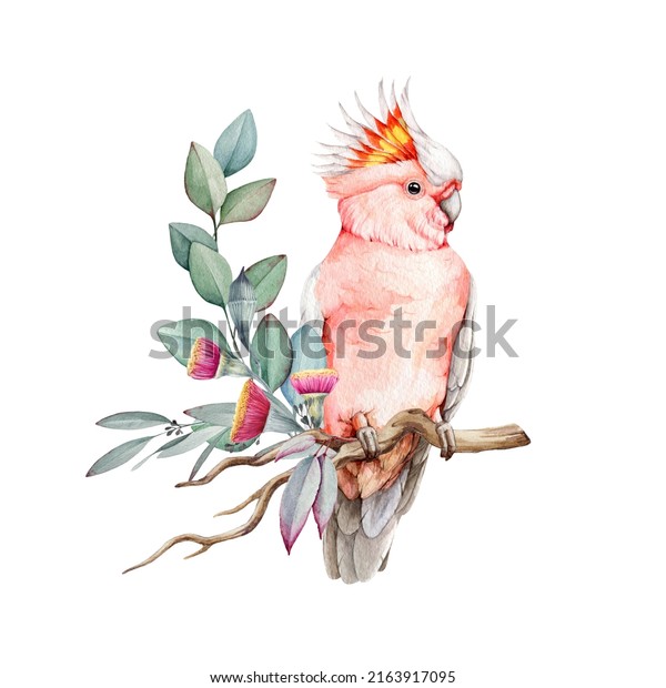 Pink\
cockatoo bird with flowers and eucalyptus leaves. Watercolor\
illustration. Hand drawn realistic Major Mitchell\'s cockatoo. Pink\
parrot with eucalyptus leaves and flowers\
decor