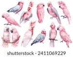 Pink cockatoo bird set isolated white background. Watercolor hand-painted bird illustration, tropical parrot clipart