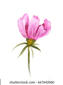 Pink Cosmos Flower. Oil Painting On Canvas. Isolated On White Background