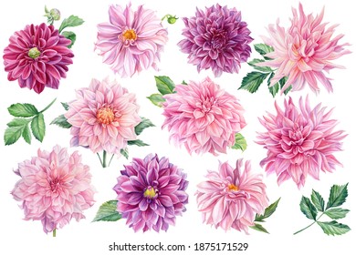 Pink dahlia flowers, watercolor botanical illustration