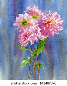 Pink Dahlias Full with Background.  Watercolor painting of pink dahlias with background colors of blue, violet, lavender painted with wet in wet technique.