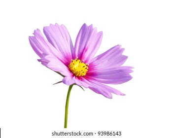Pink daisy flowers on the background