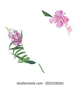 Pink fireweed in circle frame isolated on white background. Watercolor hand drawing illustration. Willowherb for healthy tea.