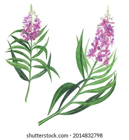 Pink Fireweed Isolated On White Background. Watercolor Hand Drawing Illustration. Willowherb For Healthy Tea.