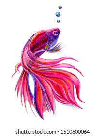 Pink Fish With A Long Tail, Carp Koi, Watercolor