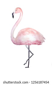 Pink flamingo cute watercolor isolated illustration