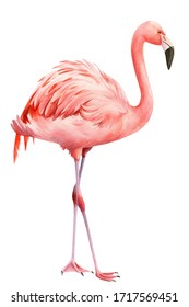 35,430 Cartoon flamingo Images, Stock Photos & Vectors | Shutterstock