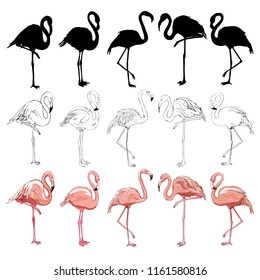 Pink flamingo silhouette, illustration, bird set .