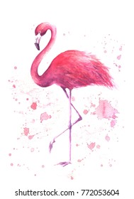 Pink flamingo. Tropical exotic bird rose flamingo with watercolor splashes on white background. Watercolor hand drawn illustration. Print for wrapping, wallpaper, cards, textile.