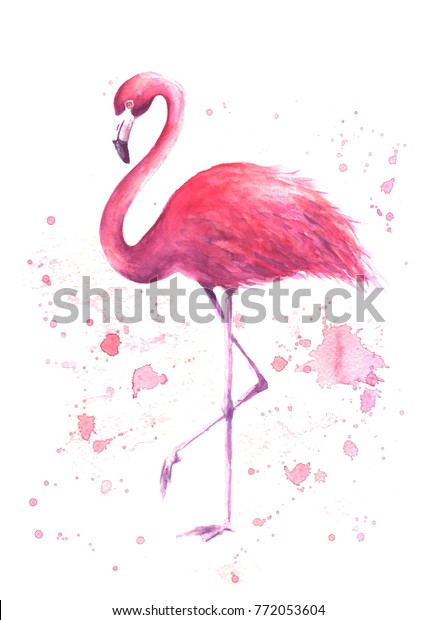 粉红色的火烈鸟 热带异国情调鸟玫瑰火烈鸟与白色背景水彩飞溅 水彩手绘插画 打印用于包装 壁纸 卡片 纺织品 库存插图