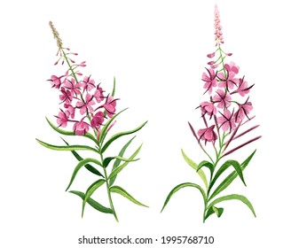 Pink Flowers Blooming Sally, Fireweed, Watercolor, Carved 