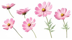 Pink Flowers Isolated On White Background