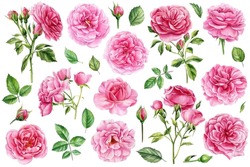 Pink Flowers. Rose, Buds And Leaves. Set Of Elements, Roses Greeting Card Watercolor
