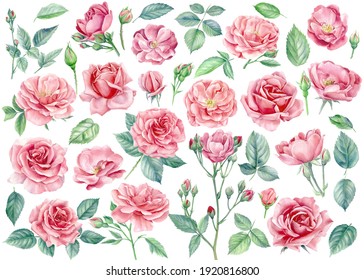 Pink Flowers. Roses, Buds And Leaves On A White Background, Watercolor Illustration, Floral Clipart