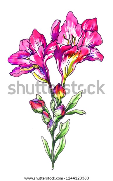 Pink Freesia Flowers Blossom Hand Drawn Stock Illustration 1244123380