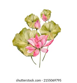 Pink Hand Drawn Watercolor Lotus Flower Illustrations. Watercolour Water Lily Flowers Leaf And Bud Isolated On White Background. Floral Compositions 