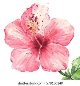 Pink Hibiscus Flower Isolated On White Background, Watercolor