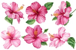 Pink Hibiscus Flowers On An Isolated White Background, Watercolor Plant. Botanical Illustration, Set Tropical Flowers