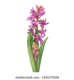 Pink Hyacinthus orientalis blooming flower (garden hyacinth, fairy flower, bell bottle, snowdrop). Watercolor hand drawn painting illustration isolated on white background.