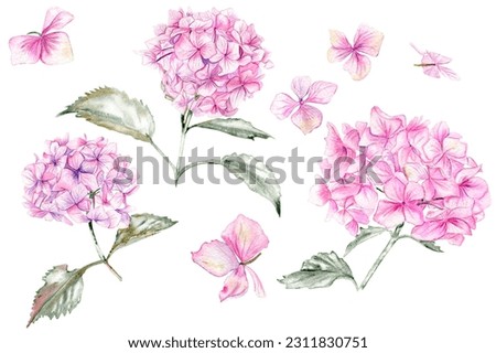 Similar – Image, Stock Photo White ball hydrangea flowers