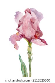 Ilustrasi Stok Pink Iris Watercolor Drawing Without Background