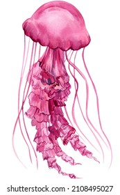 Pink jellyfish watercolor illustration. Underwater wildlife, painted medusa isolated on the white background