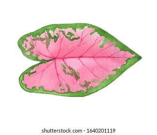 Pink leaf Caladium plant (commonly called elephant ear  heart Jesus angel wings)  Watercolor hand drawn painting illustration  isolated white background 
