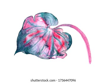 Pink leaf Caladium plant (commonly called elephant ear  heart Jesus angel wings)  Watercolor illustration isolated white  wet style botanical illustration  abstract floral painting  decor